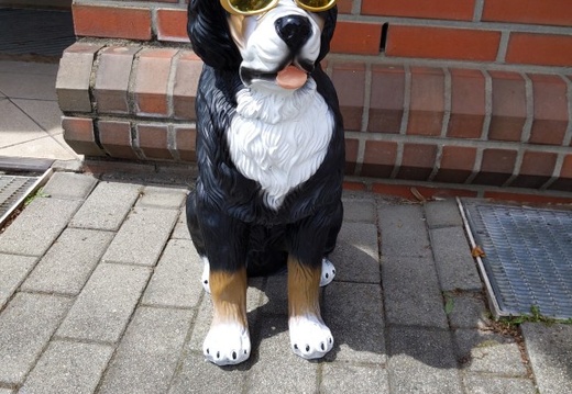 Hund mit Gitarrenbrille