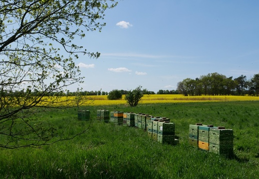 Bienenkörbe vor dem Rapsfeld