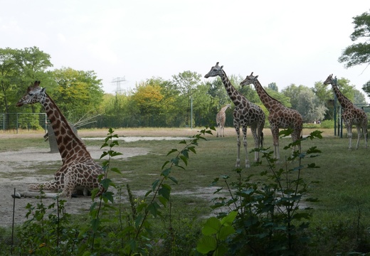 Giraffengehege