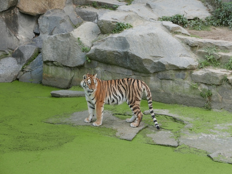 Tiger am Teich.jpg